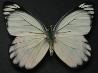 Delias argenthona argenthona - Adult